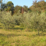 olive groves in La Torre di Ranza Farm