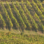 vineyards in La Torre di Ranza Farm