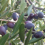olive trees of Torre di Ranza Farm