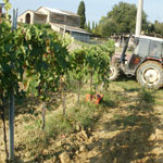 vineyards, torre di ranza at san gimignano