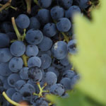 grapes of Torre di Ranza Farm